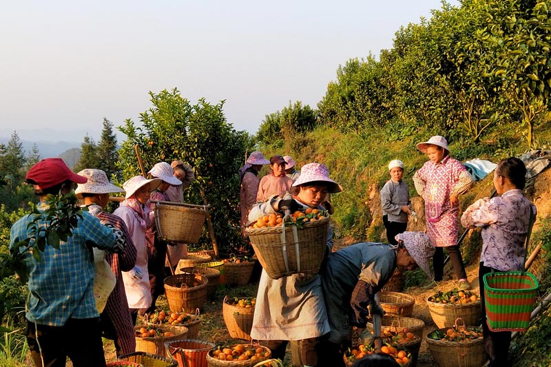 沙糖桔豐收景象。西林縣那佐苗族鄉(xiāng)弄汪村委供圖