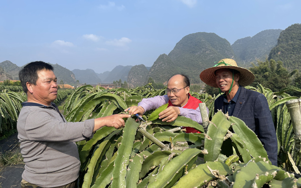 科技特派員指導(dǎo)群眾做好火龍果控梢促壯、抹梢打頂促進(jìn)養(yǎng)分積累，提高抗寒能力。