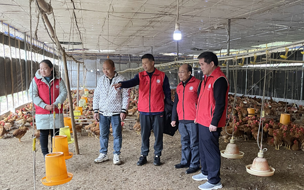 靖西市科技特派員正在指導(dǎo)養(yǎng)殖大戶如何做好肉雞的防凍減災(zāi)工作