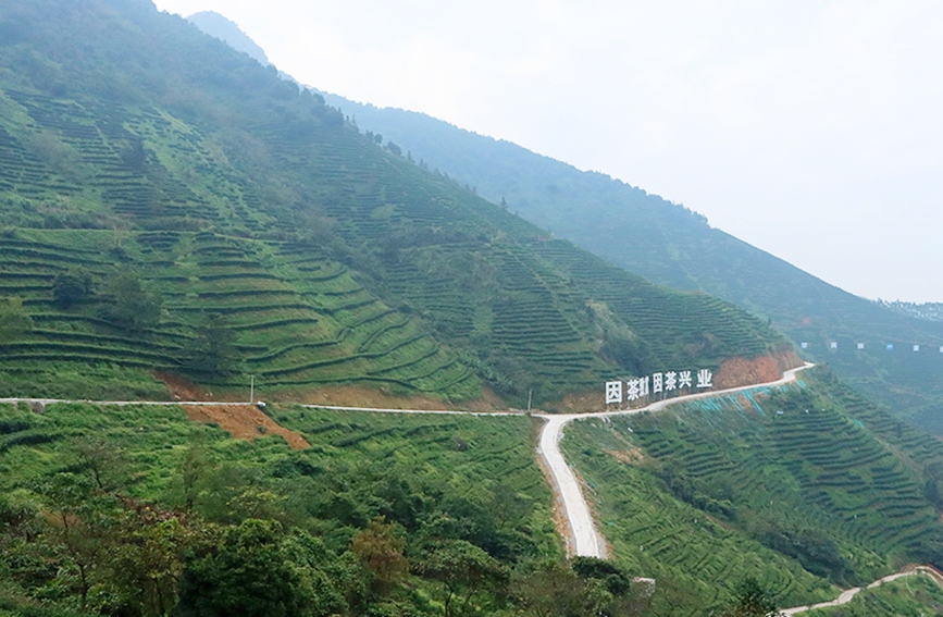 興業(yè)茶山。黃紫玥攝