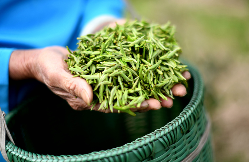 村民在展示采摘到的茶葉。潘