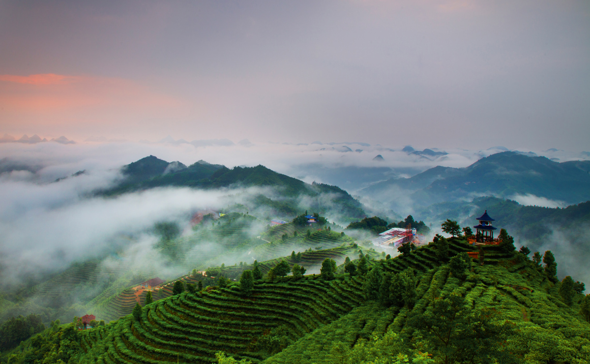 七彩茶山