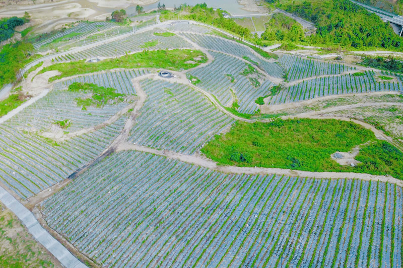 圖九：天河鎮(zhèn)北安村黃金百香果基地