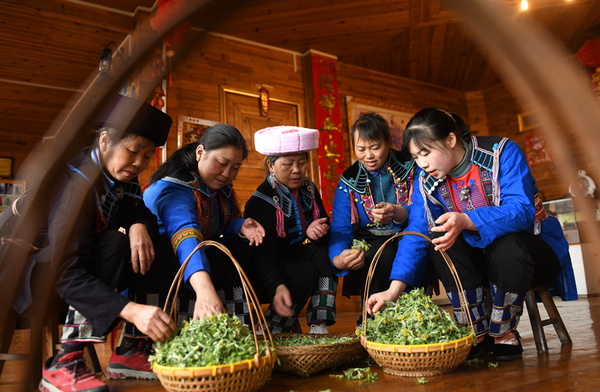 瑤族婦女在挑選艾草。潘志祥攝