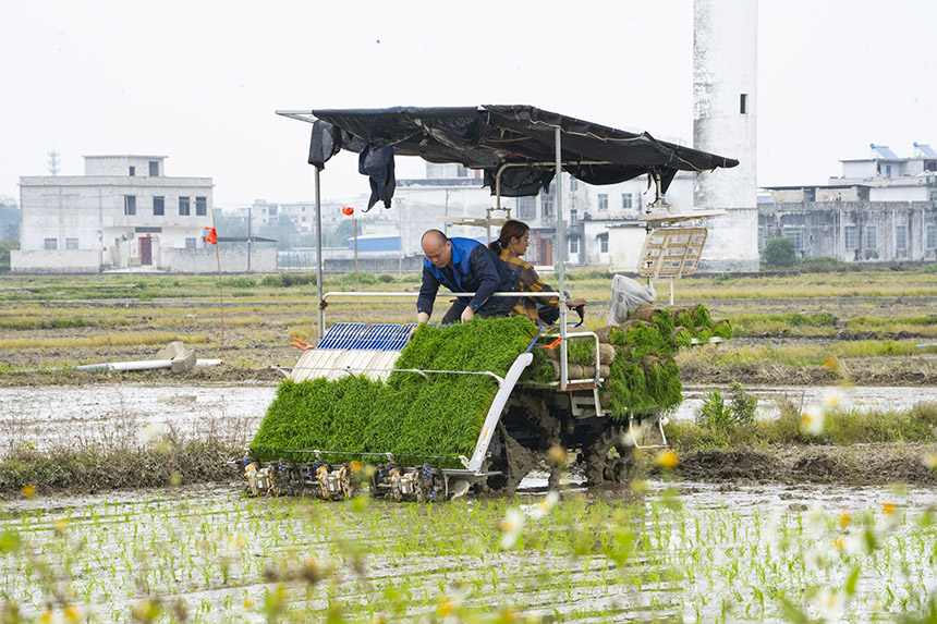 村民用農(nóng)耕機(jī)耕種。