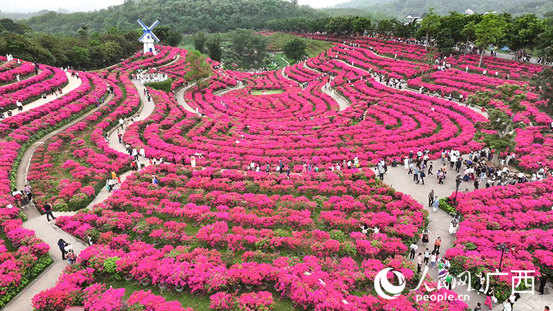 南寧市青秀山風(fēng)景區(qū)的葉子花盛開。人民網(wǎng) 雷琦竣攝
