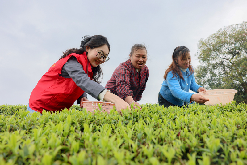 青年黨員志愿者幫助茶農(nóng)采摘春茶。