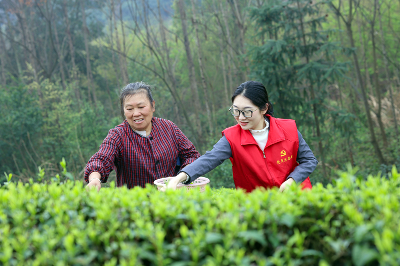 青年黨員志愿者幫助茶農(nóng)采摘春茶。