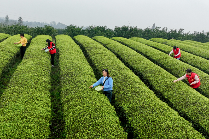 青年黨員志愿者幫助茶農(nóng)采摘春茶。