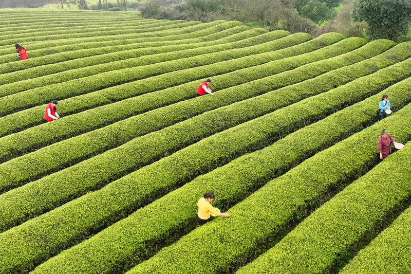 青年黨員志愿者幫助茶農(nóng)采摘春茶。