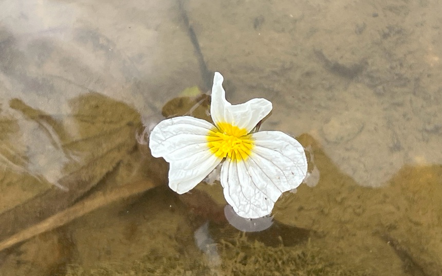 美麗的海菜花。黎玉聰攝