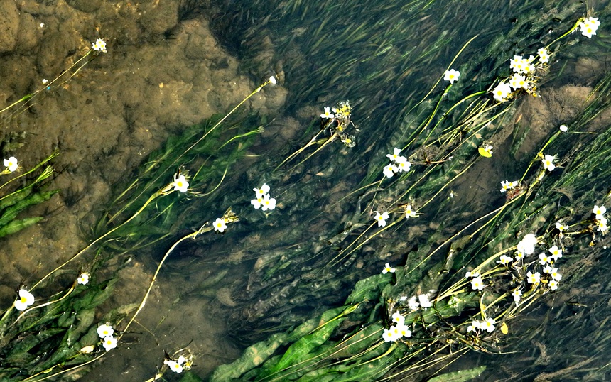 鑒河里的海菜花開。黎玉聰攝