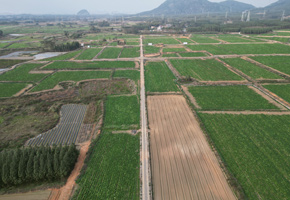 興賓區(qū)良江鎮(zhèn)馬鈴薯基地