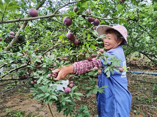 農(nóng)戶正在采摘三華李