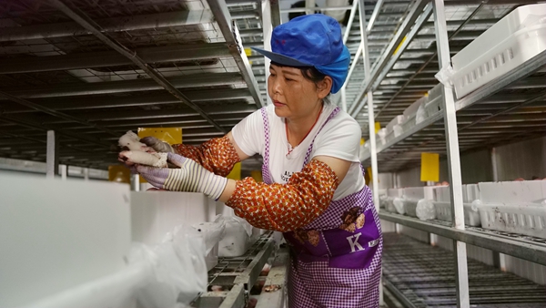工人正在采收竹蓀。