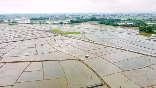 港北區(qū)慶豐鎮(zhèn)新圩村正能量農(nóng)機(jī)專業(yè)合作社的水田。