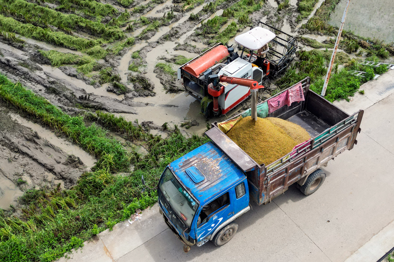農(nóng)民把收割的早稻裝車。