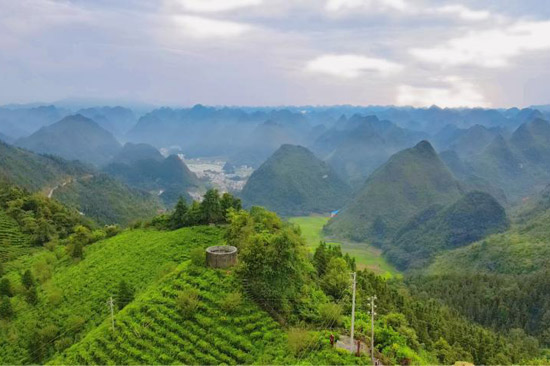 高山有機(jī)茶園特色