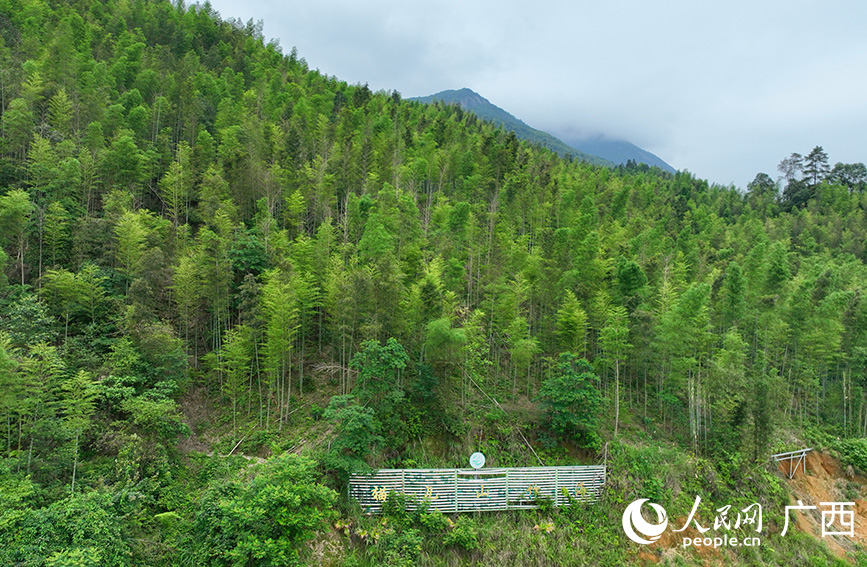 貓兒山竹海。人民網(wǎng) 付華周攝