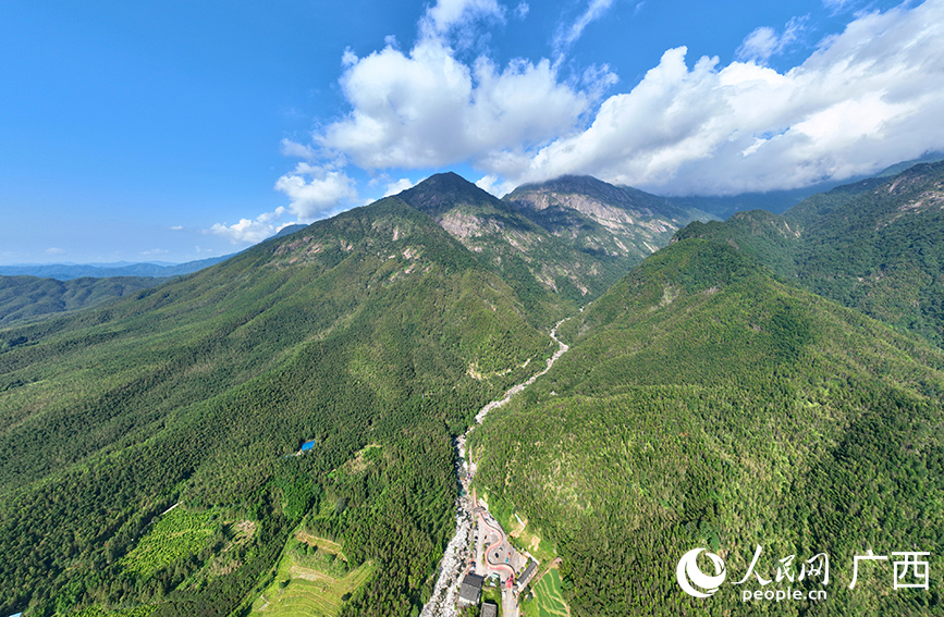 貓兒山竹海。人民網(wǎng) 付華周攝