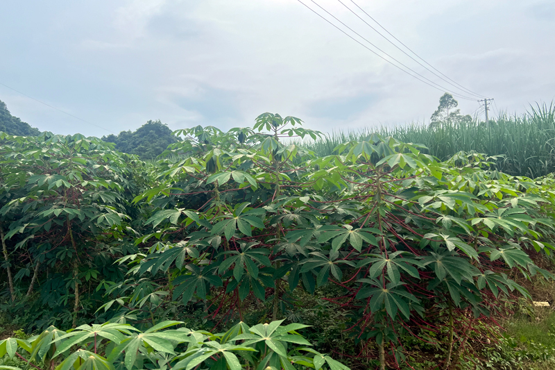 木薯長勢(shì)喜人葉片厚綠。
