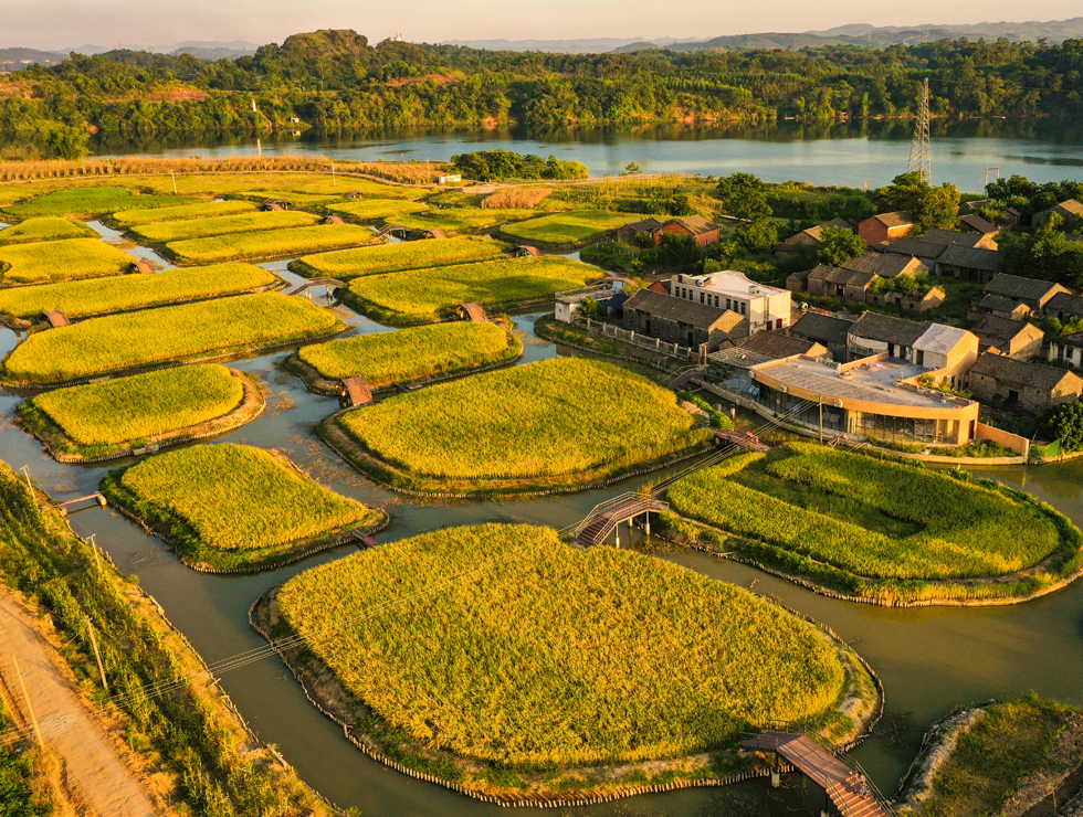 盛夏時節(jié)，南寧市江南區(qū)三江口景區(qū)里，陽光與金色的稻田構(gòu)成一幅柔美的田園畫卷。鄧國華攝