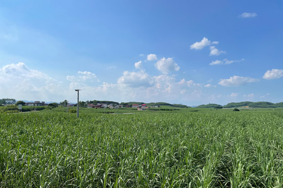 來賓市興賓區(qū)鳳凰鎮(zhèn)＂雙高＂糖料蔗生產(chǎn)特色農(nóng)業(yè)示范區(qū)