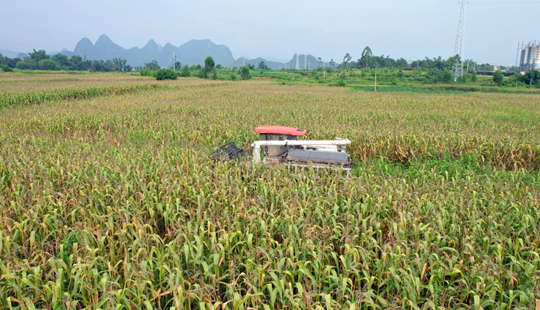 平桂區(qū)：玉米豐收好時(shí)節(jié) 農(nóng)業(yè)機(jī)械顯“身手”