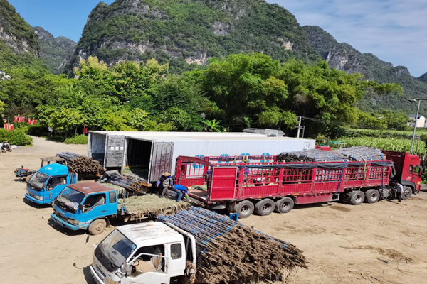上龍鄉(xiāng)務(wù)工人員正在緊張裝卸黑皮果蔗到外地大卡車。