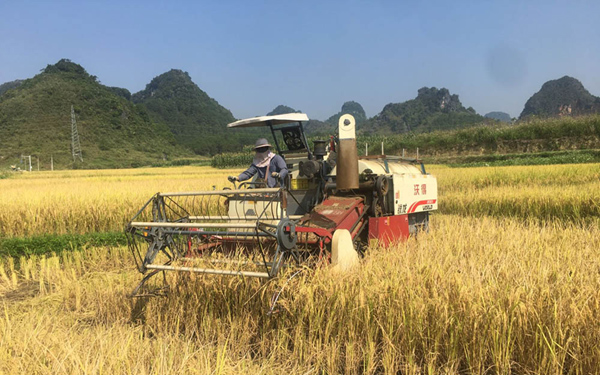 收割機(jī)正在作業(yè)