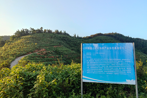 金投集團(tuán)援建的200畝油茶基地。金投集團(tuán)供圖