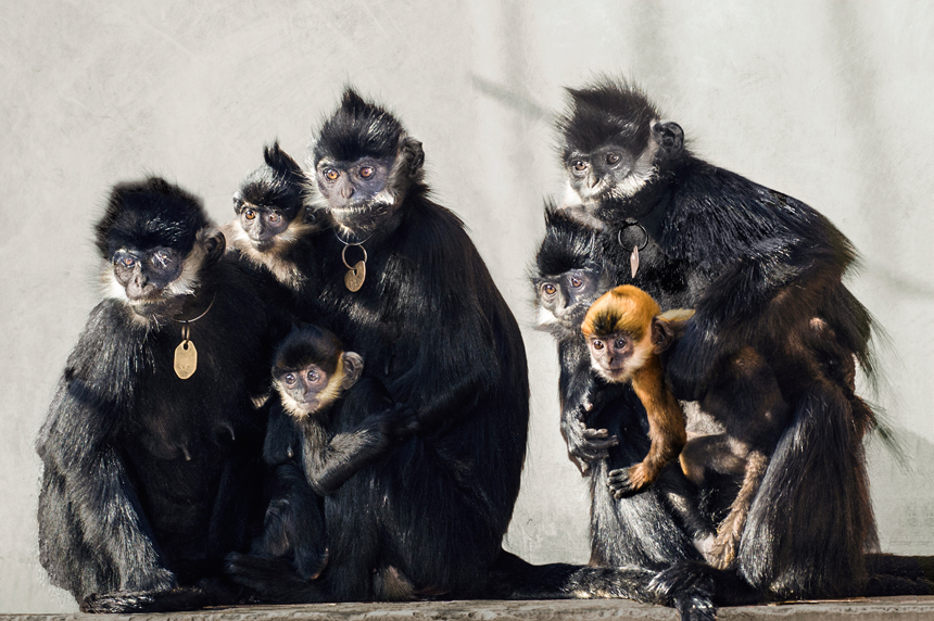 國家一級保護珍稀動物——黑葉猴。楊志賢攝