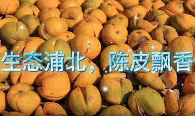 優(yōu)秀獎(jiǎng)：生態(tài)浦北、陳皮飄香作者：翁永偉