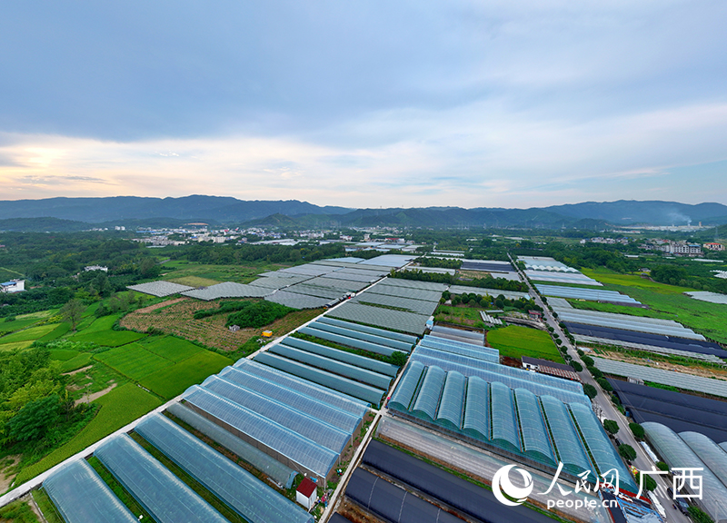 公園內(nèi)的葡萄種植基地。人民網(wǎng) 付華周攝
