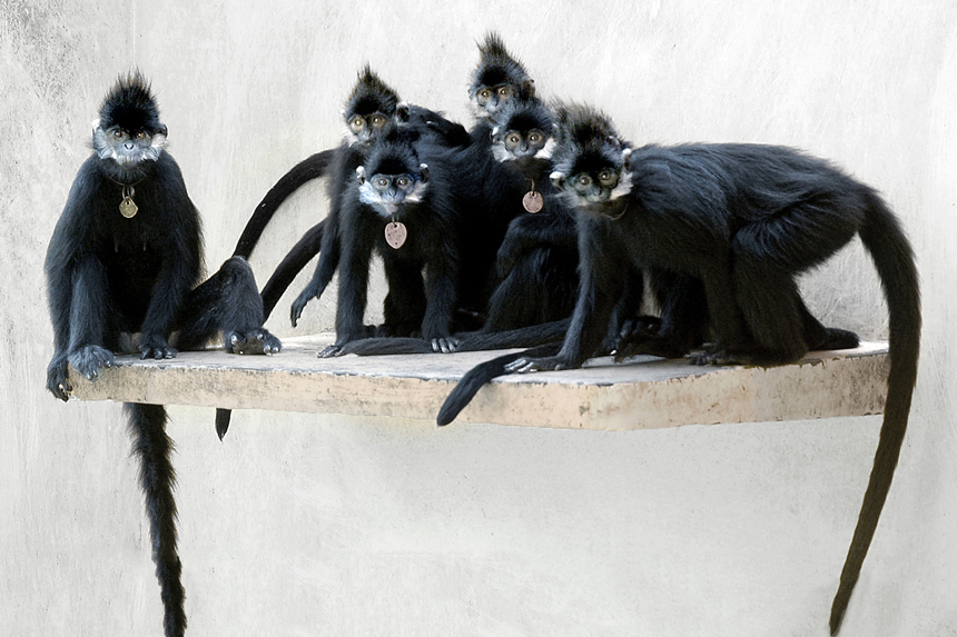 優(yōu)秀獎(jiǎng)：國(guó)家一級(jí)保護(hù)珍稀動(dòng)物—黑葉猴作者：楊志賢
