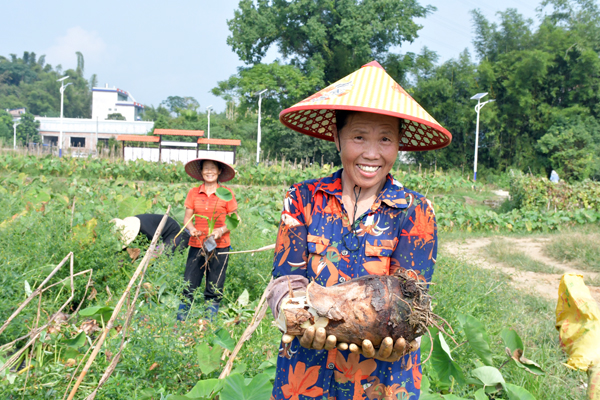 香芋喜獲豐收，農(nóng)民喜笑顏開(kāi)。