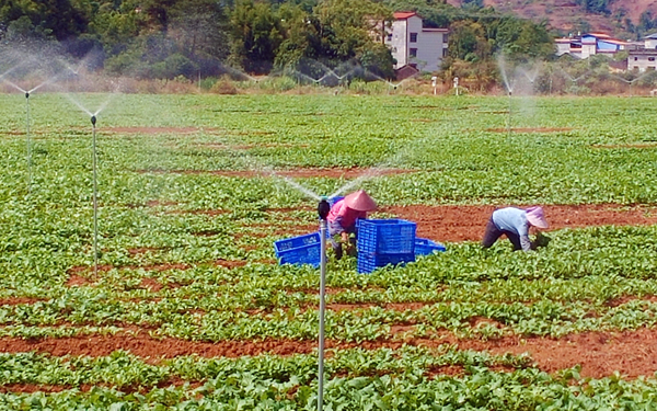 英家大頭菜育苗基地。