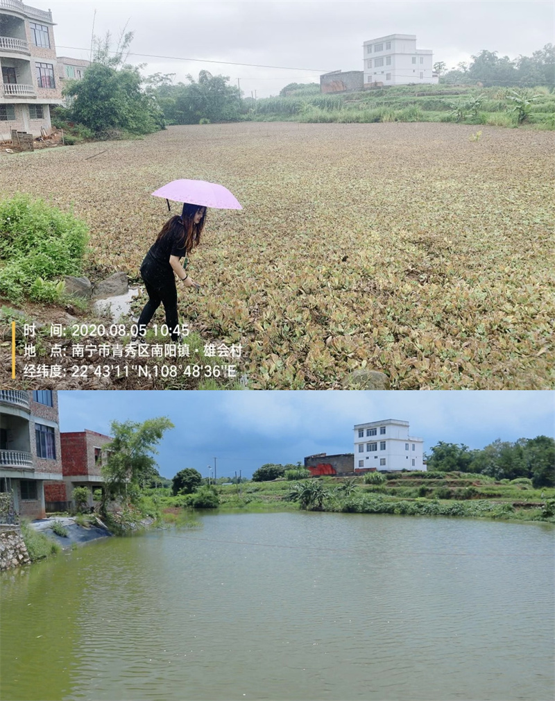 壇話山塘黑臭水體治理前后變化。青秀區(qū)人大常委會供圖