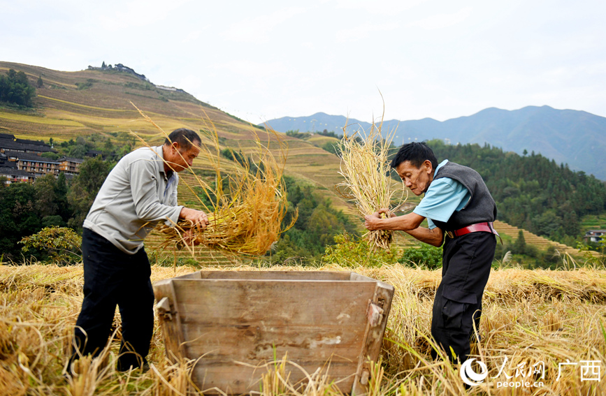 村民給水稻進行脫粒。人民網(wǎng)記者 陳燕攝
