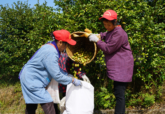 村民們在把采摘下的油茶果分類包裝。