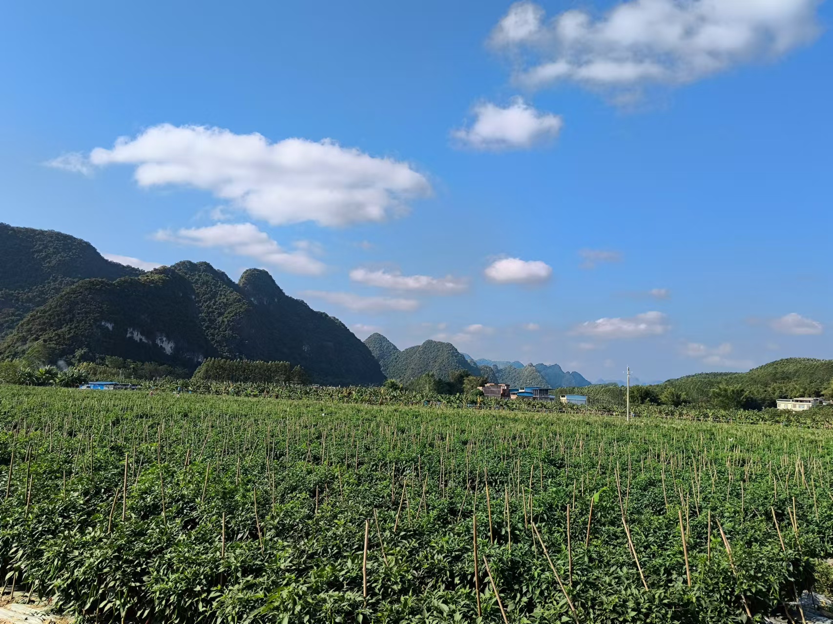 鑼圩鎮(zhèn)農(nóng)戶連片種植辣椒。