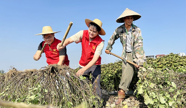 圖為玉州區(qū)到村任職選調(diào)生在仁東鎮(zhèn)都甘村中藥材種植基地幫助農(nóng)民采收藿香