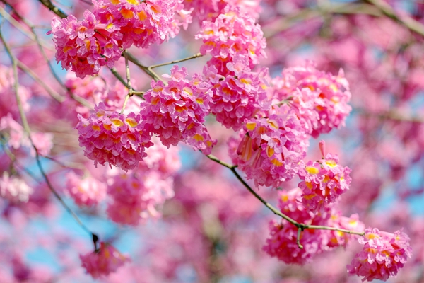 花開狀如繡球。