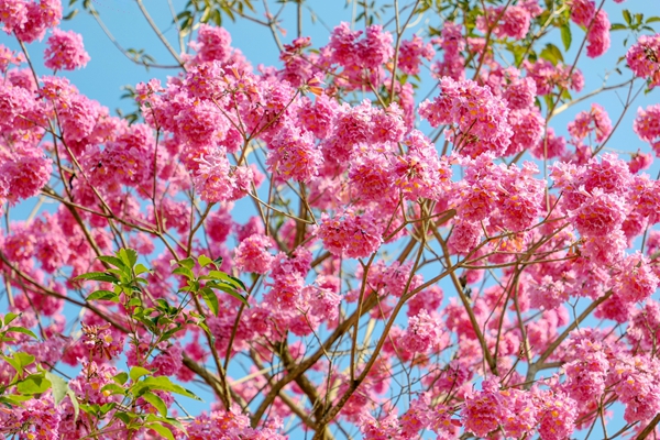 紫花風(fēng)鈴木綻放。