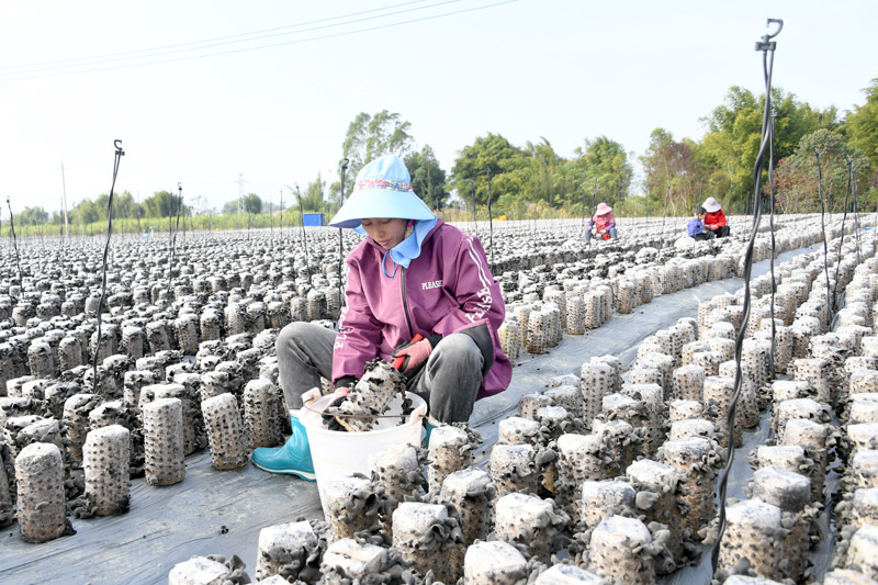 農(nóng)民在采收木耳。