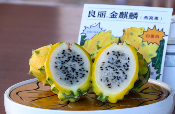燕窩果也叫麒麟果