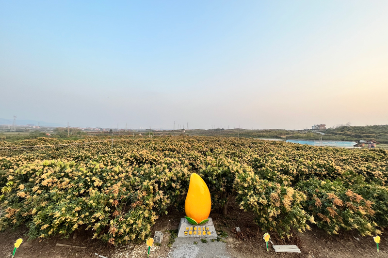 打造芒果種植基地，做大做優(yōu)產業(yè)。祥周鎮(zhèn)人民政府供圖