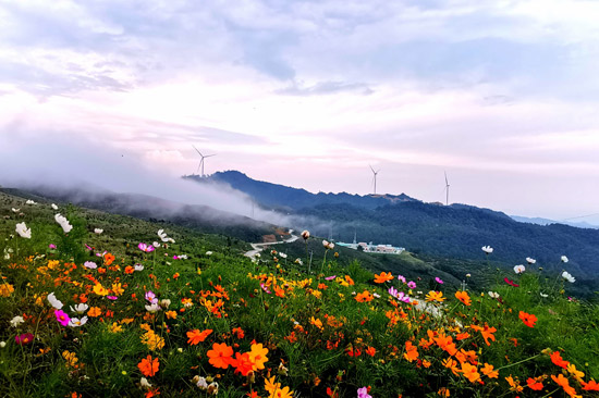 中廣核樂業(yè)風(fēng)電項目打造的風(fēng)車花海景觀。中廣核新能源廣西分公司供圖