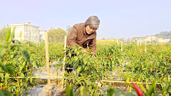 工人正在采摘辣椒。