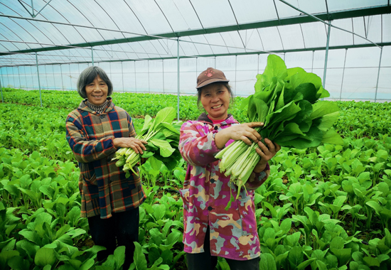 員工在采摘蔬菜
